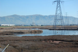 area 4 marsh in newark
