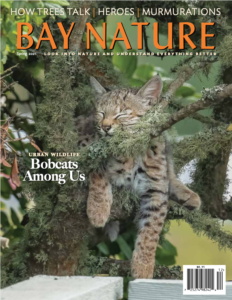 Bay Nature Spring 2021 issue cover: baby bobcat napping in tree