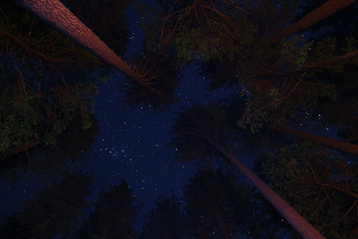 redwoods and stars