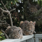 bobcats on a fence