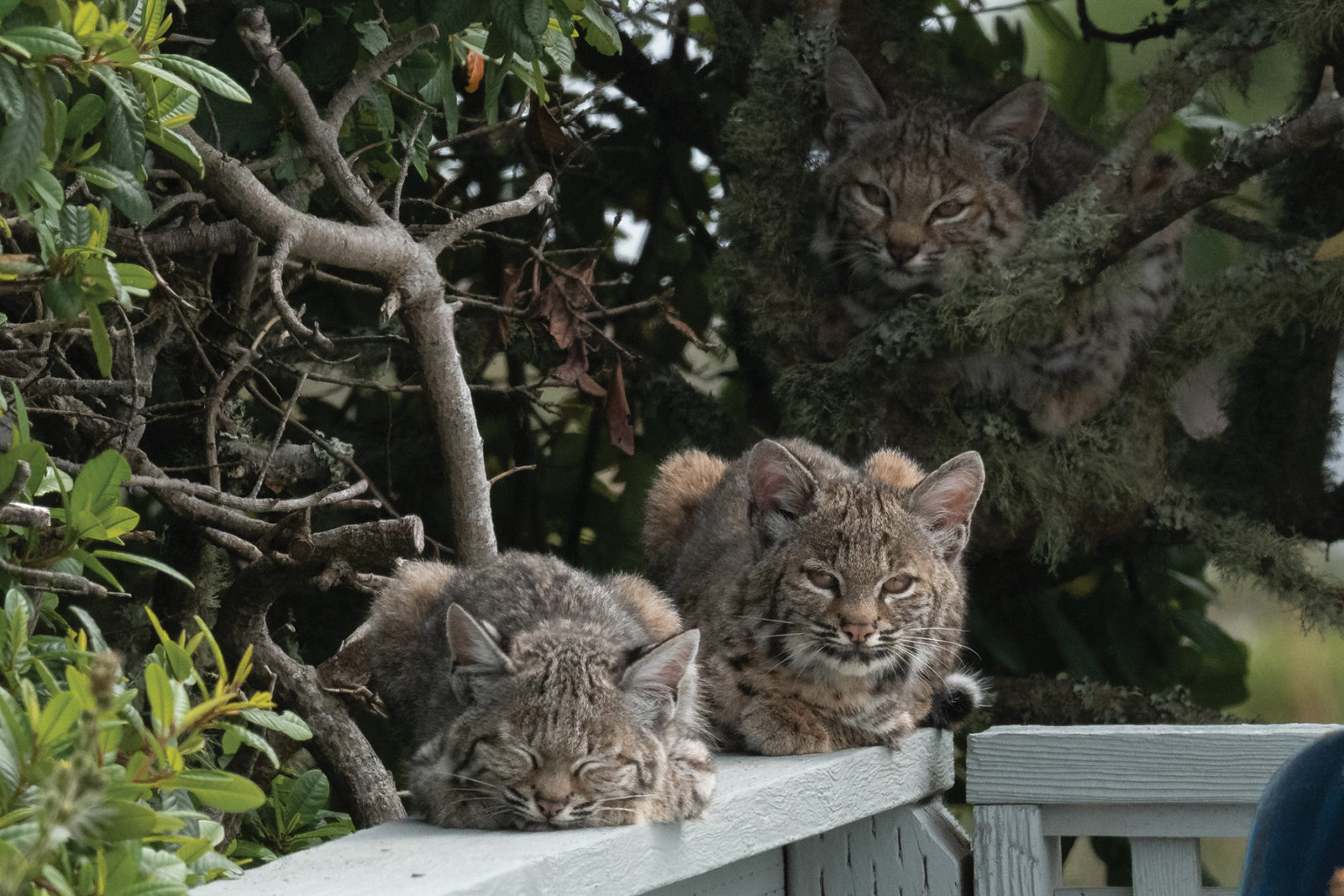 Photo Essay: Bobcats in our Backyard - Bay Nature