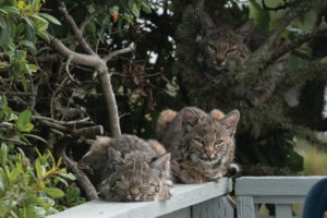 bobcats on a fence