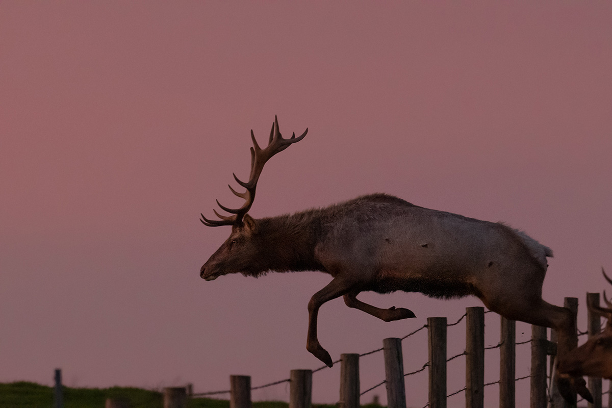 elk jumping fence