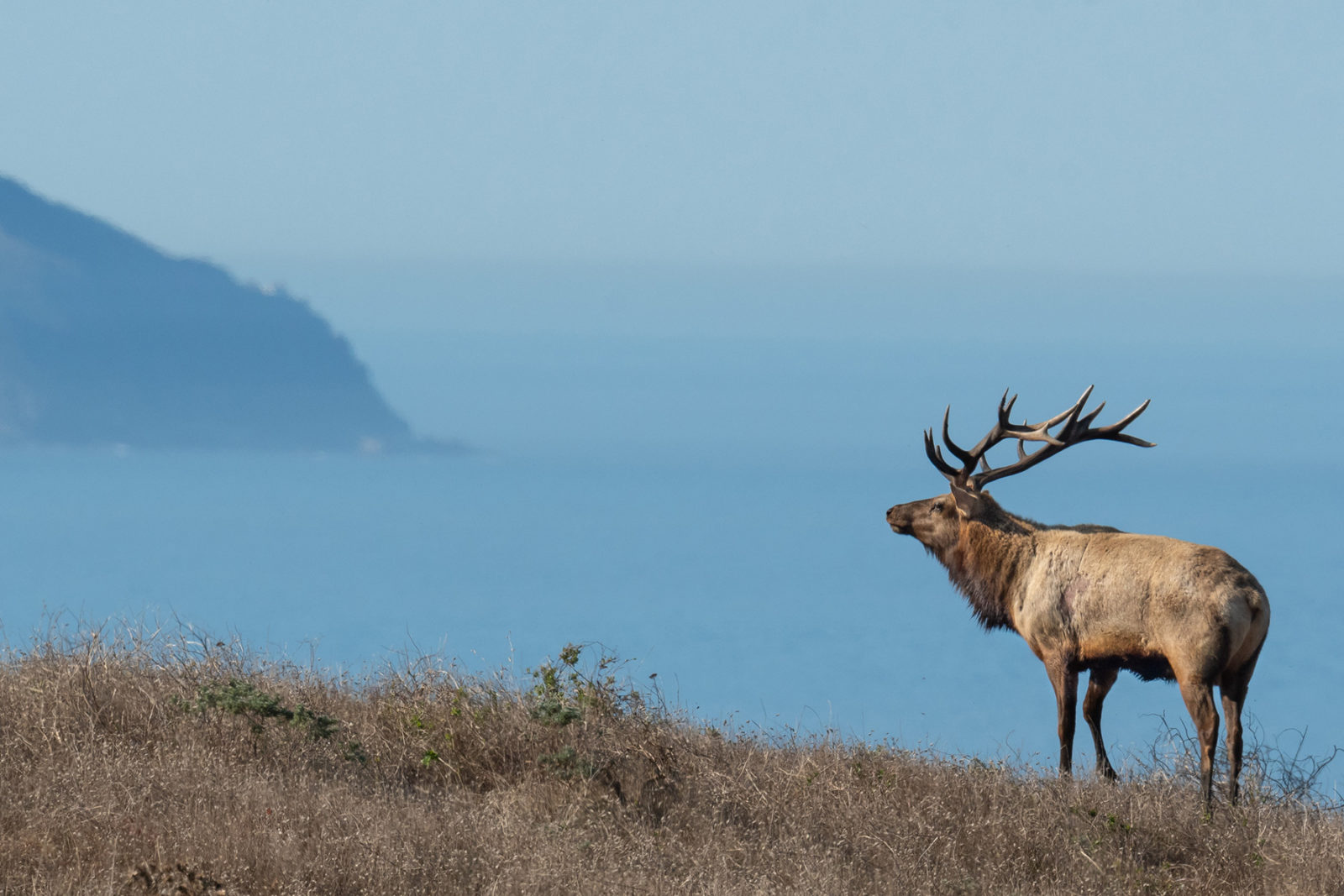 elk on a bluff in the Tule Elk Preserve