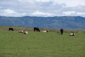 elk and cows in Point Reyes