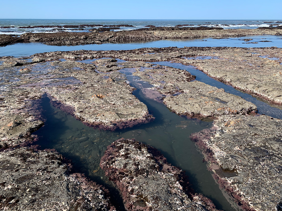 Duxbury Reef tidepools