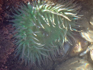 tony the anemone