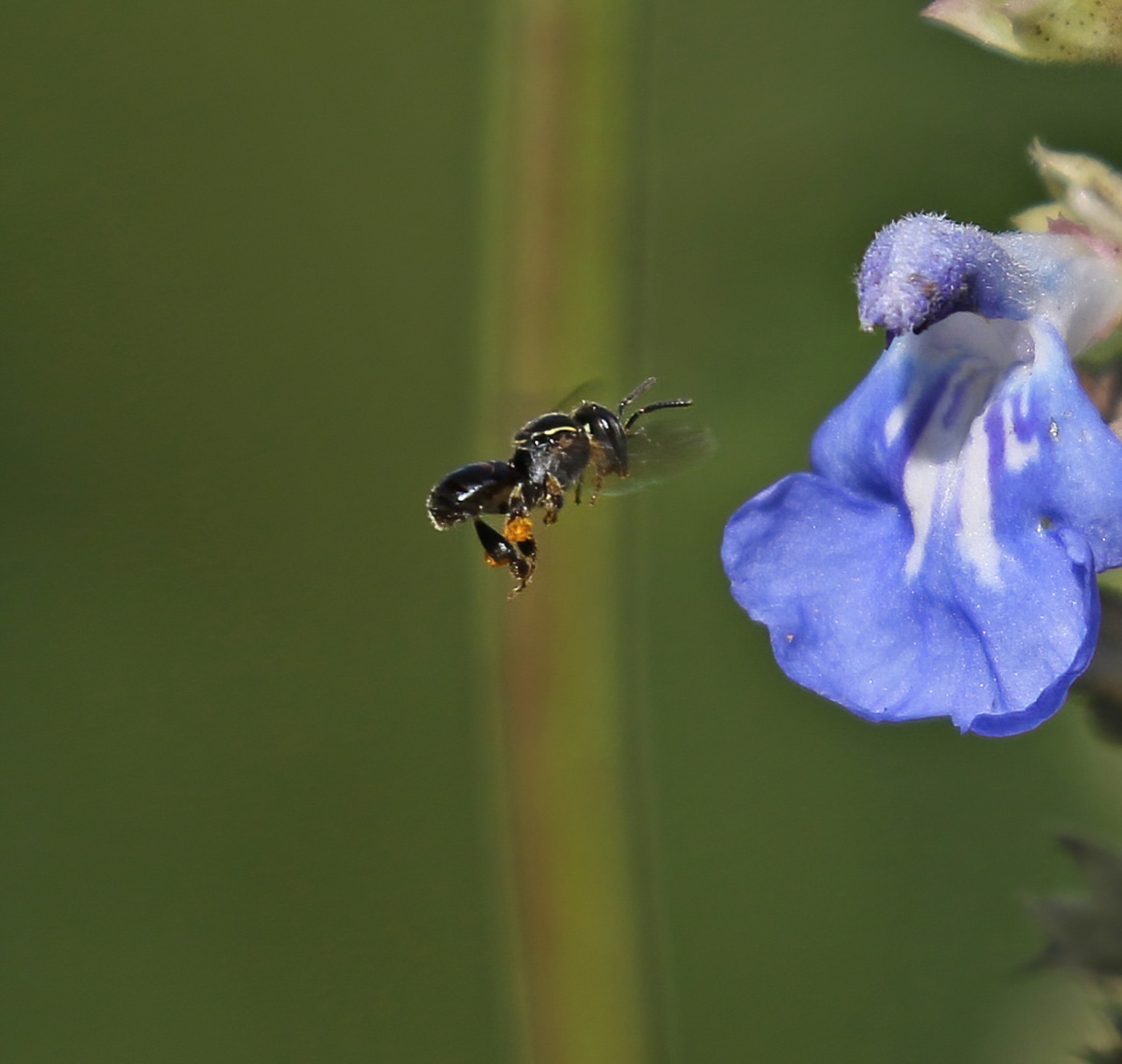 flying Plebeia emerina visits a flower