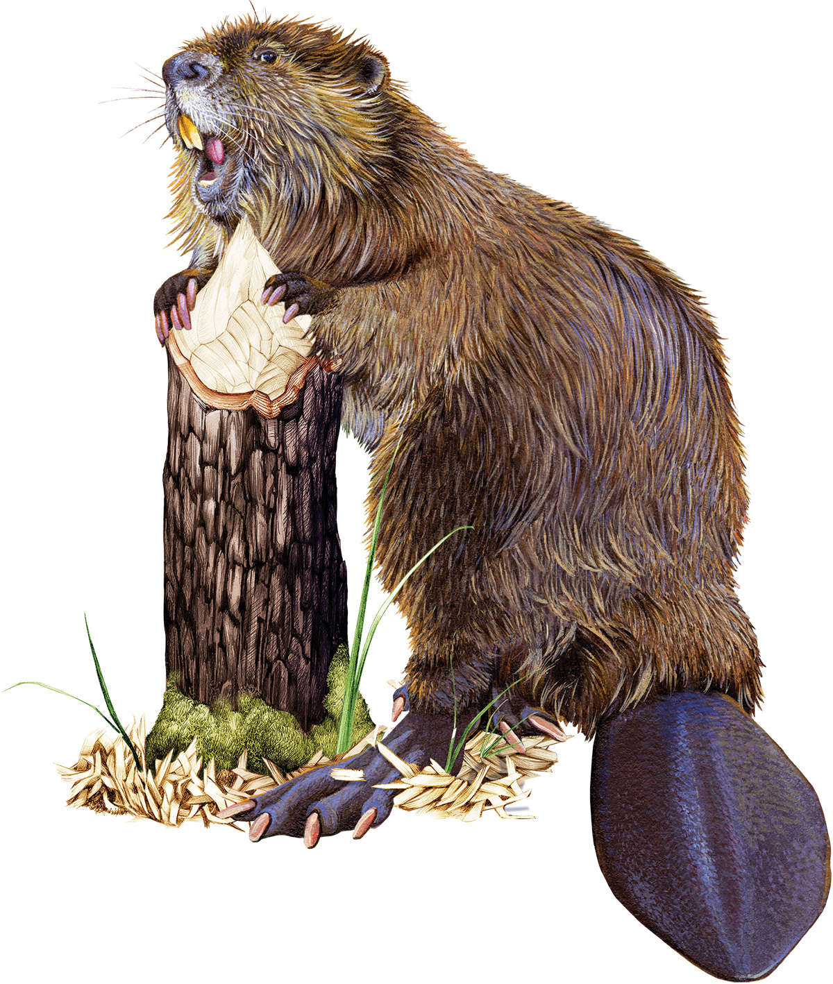 american beaver