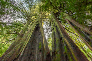 scarred redwoods