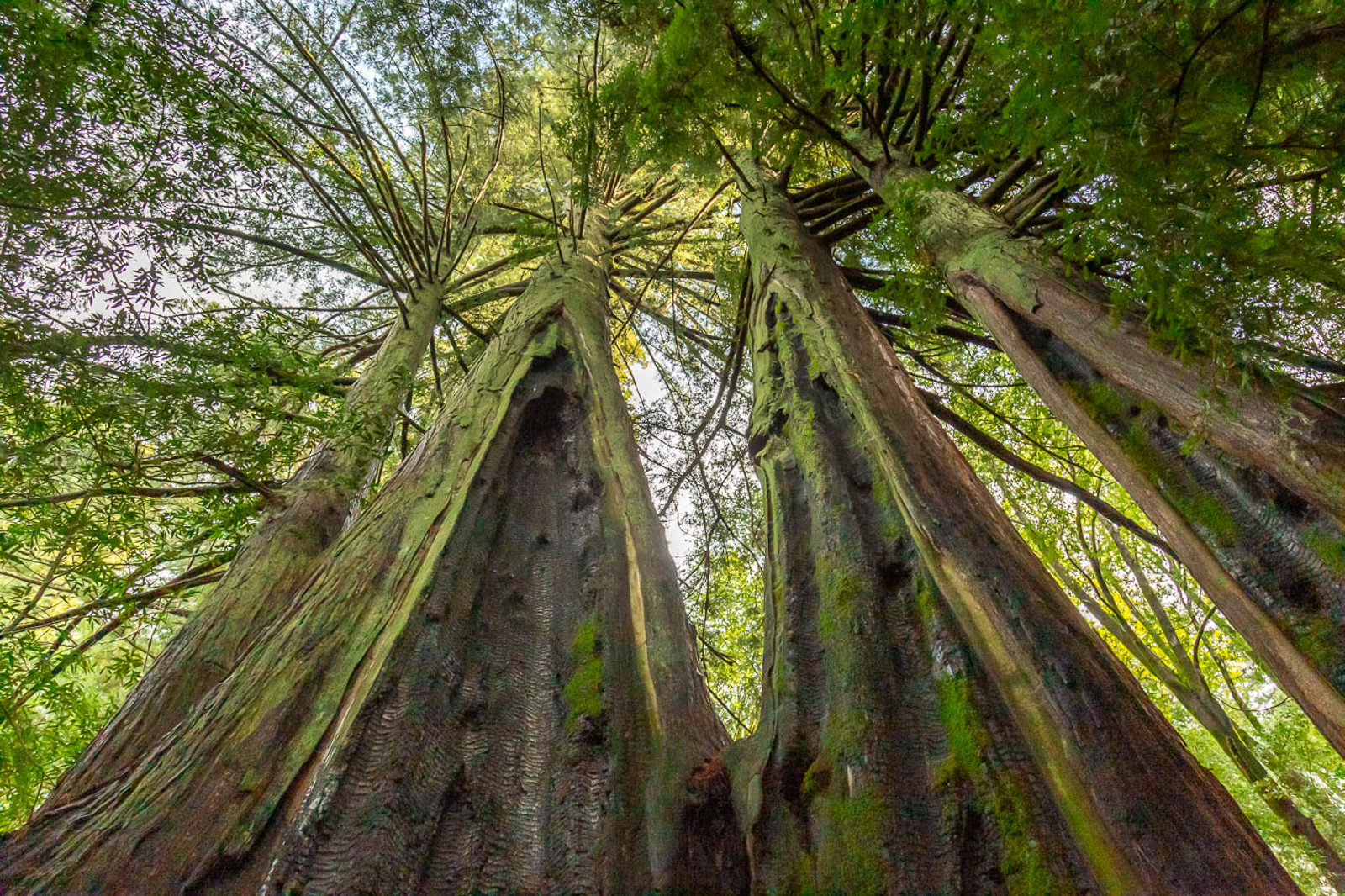 How Redwoods Remember a Fire - Bay Nature