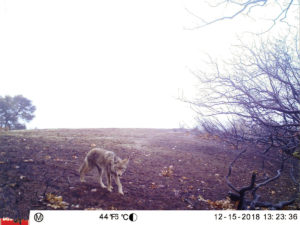 coyote in the River Fire burn area