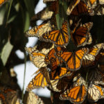 overwintering monarchs
