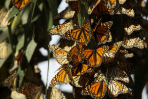 overwintering monarchs