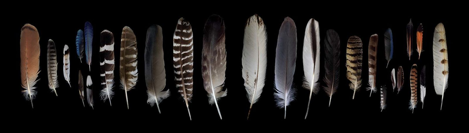 different bird feathers