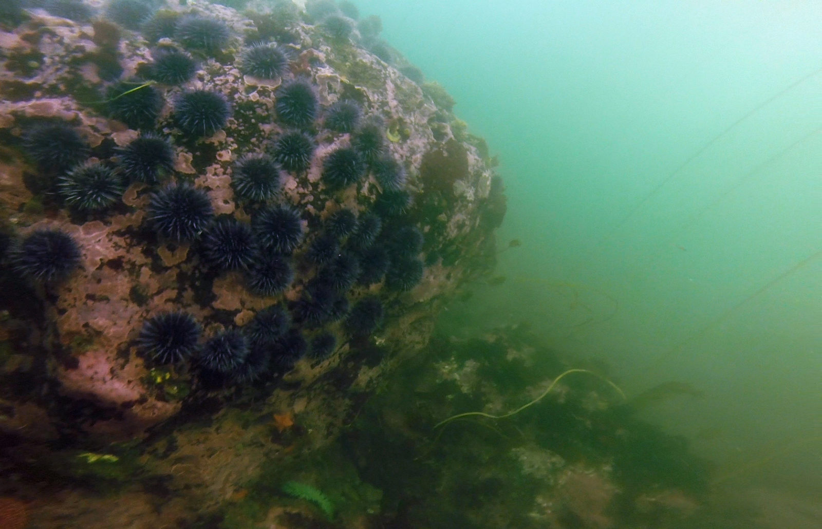 urchin barren and kelp