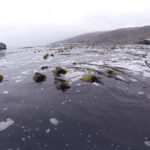 bull kelp mats