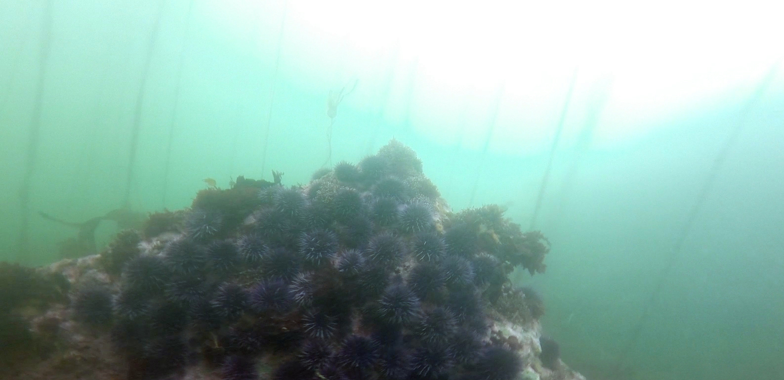 bull kelp and urchins