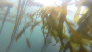 bull kelp blades