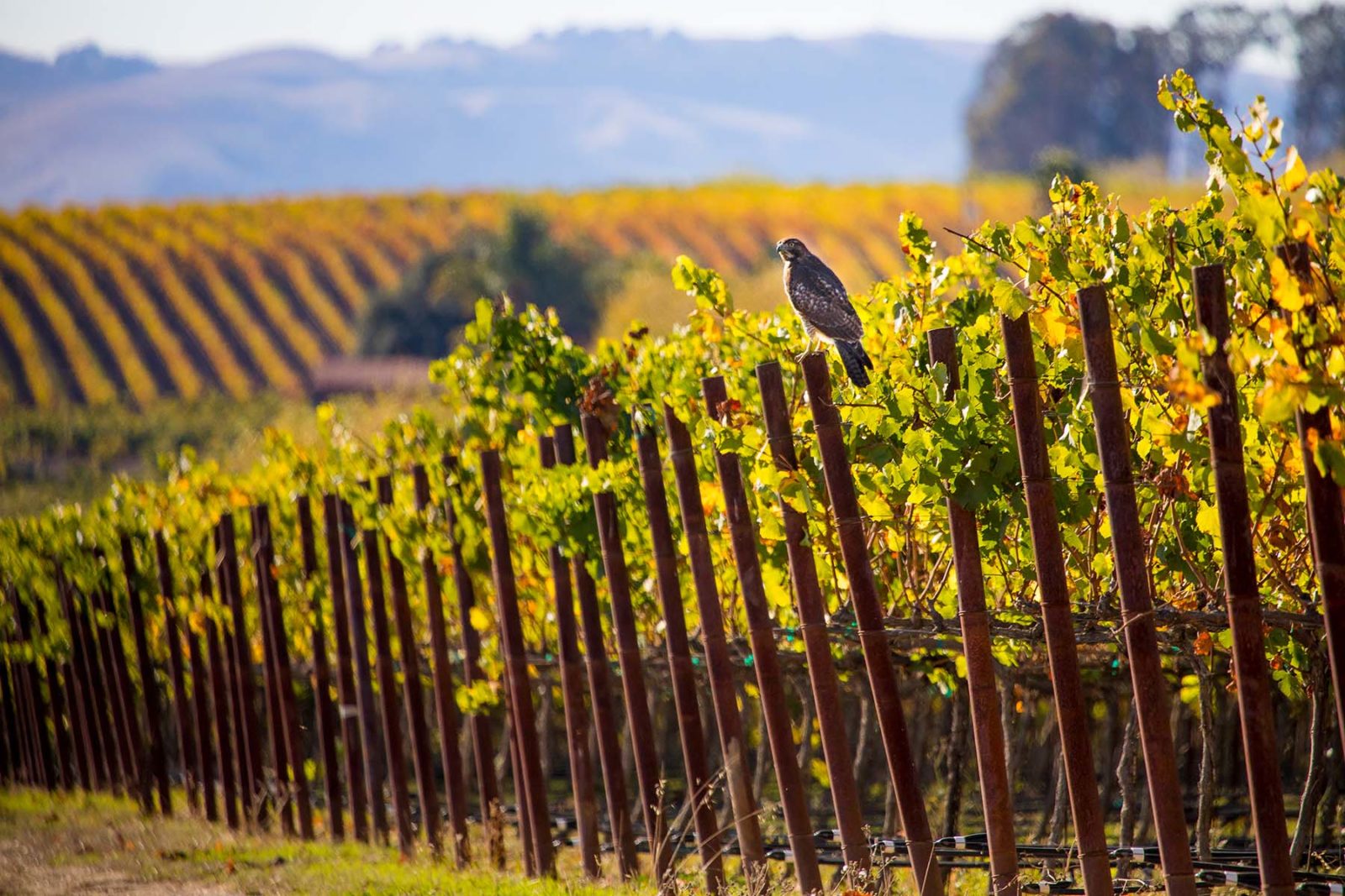 red-tailed hawk in vineyard