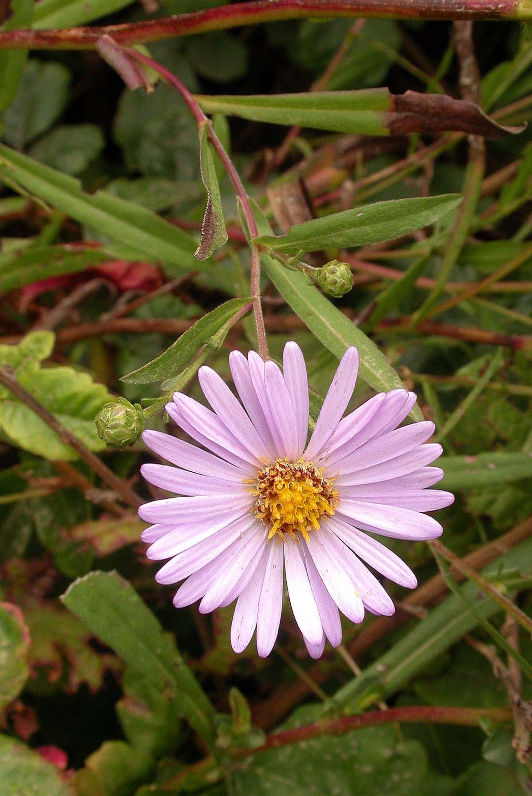 common aster