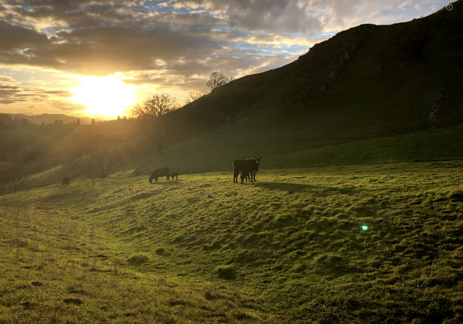 Black cattle in a green field beside hills at sunset.