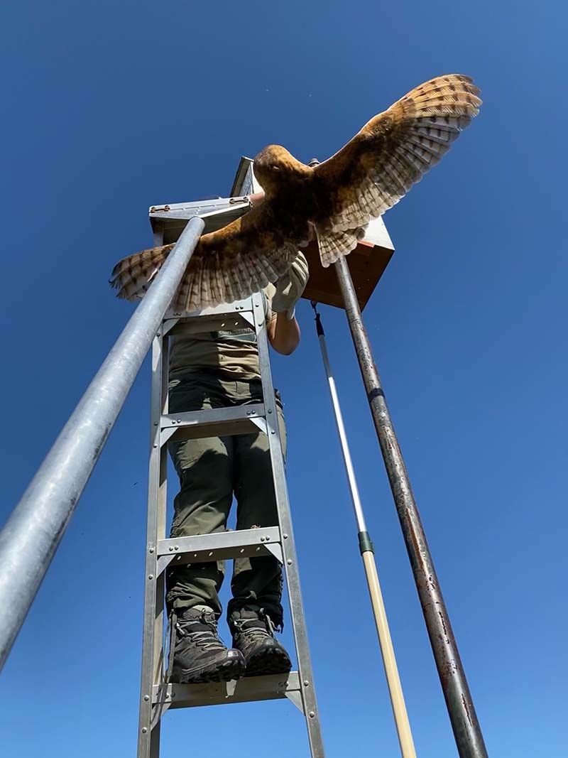 removing a barn owl from a nesting box