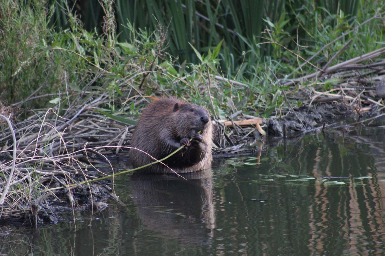 beaver in Fairfield