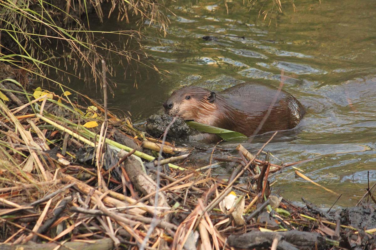 beaver working its dam