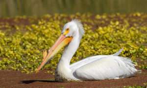american white pelican by Becky Matsubara