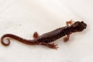 arboreal salamander