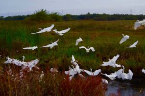 egrets take flight in Coyote Hills