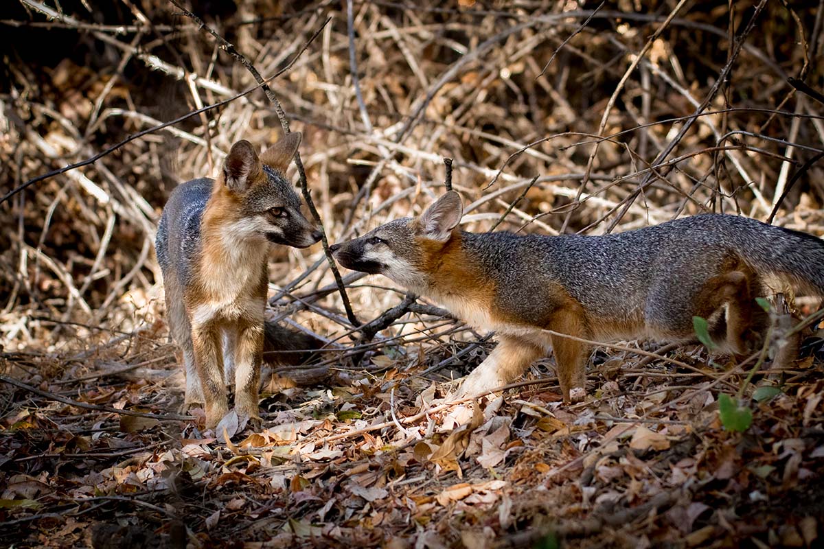fox kiss