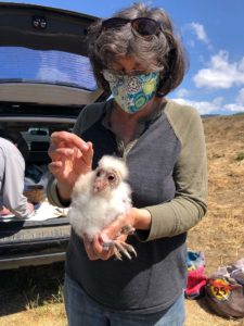banding a barn owl chick