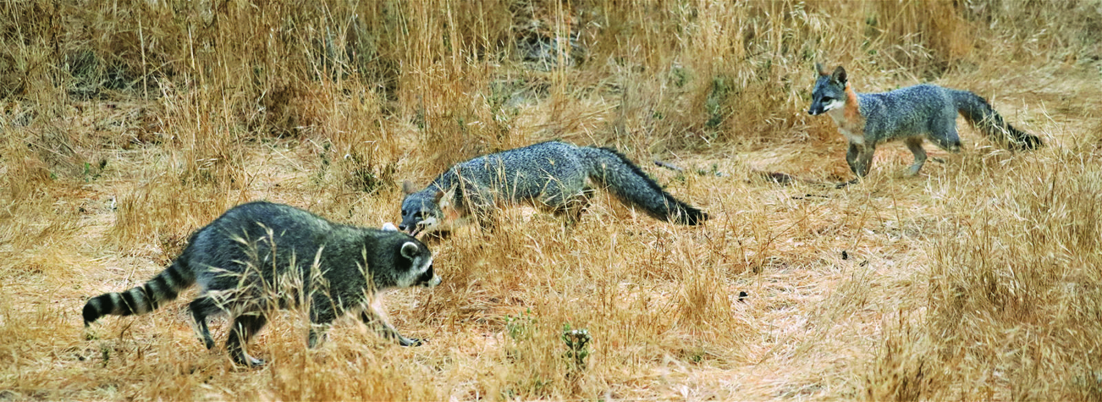 gray fox pair with a raccoon