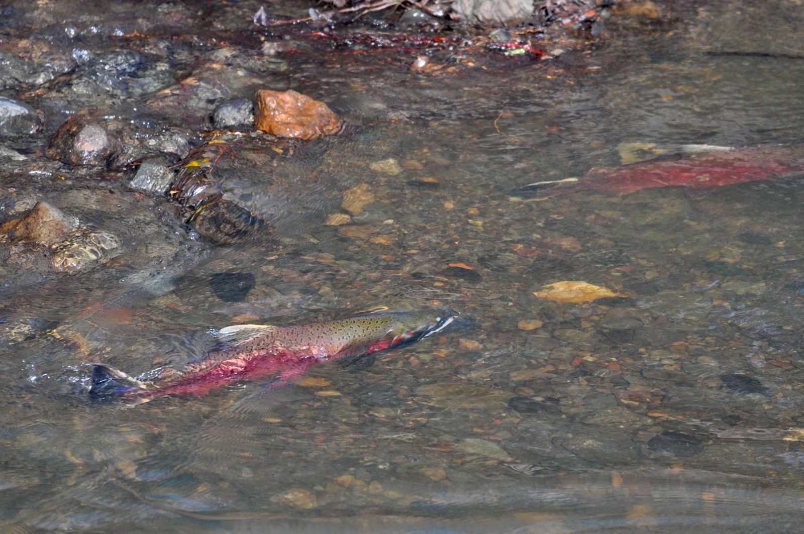 coho salmon in Lagunitas Creek