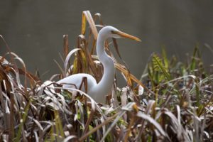 egret at jewel lake