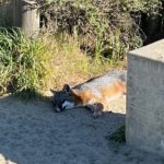 fox in the Presidio