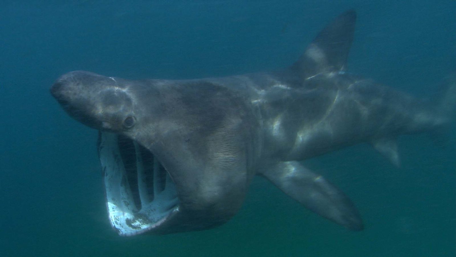 Atlantic basking shark