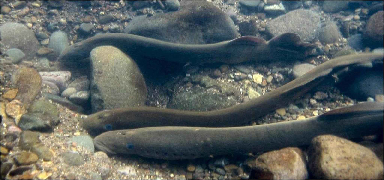 adult lamprey