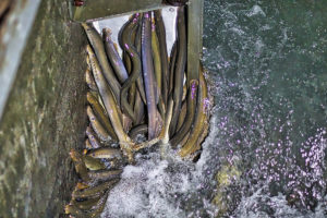 lampreys stuck in fish ladder