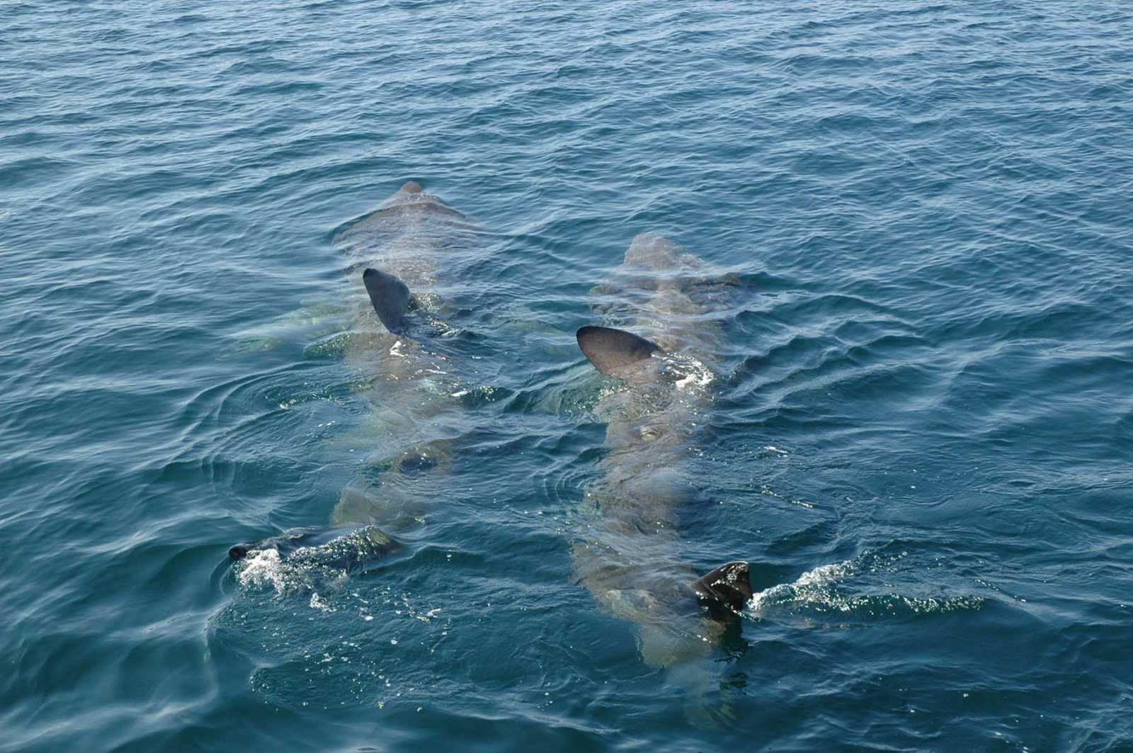 doi rechini basking