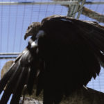 young condor