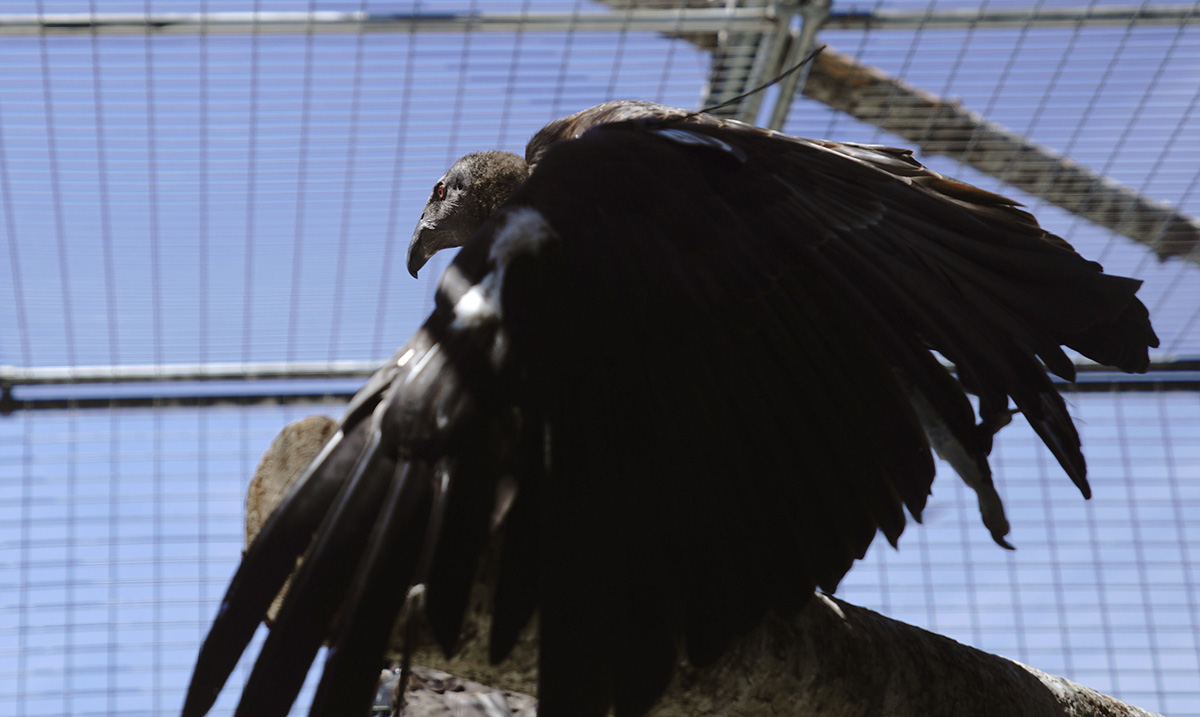 young condor