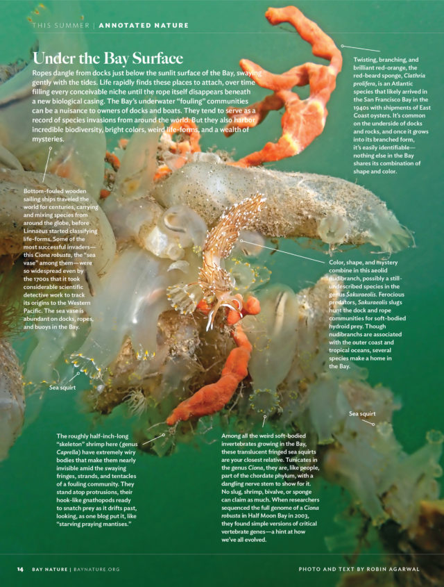 How One Little Minnow Changed Everything Beneath the Surface