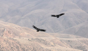 california condors