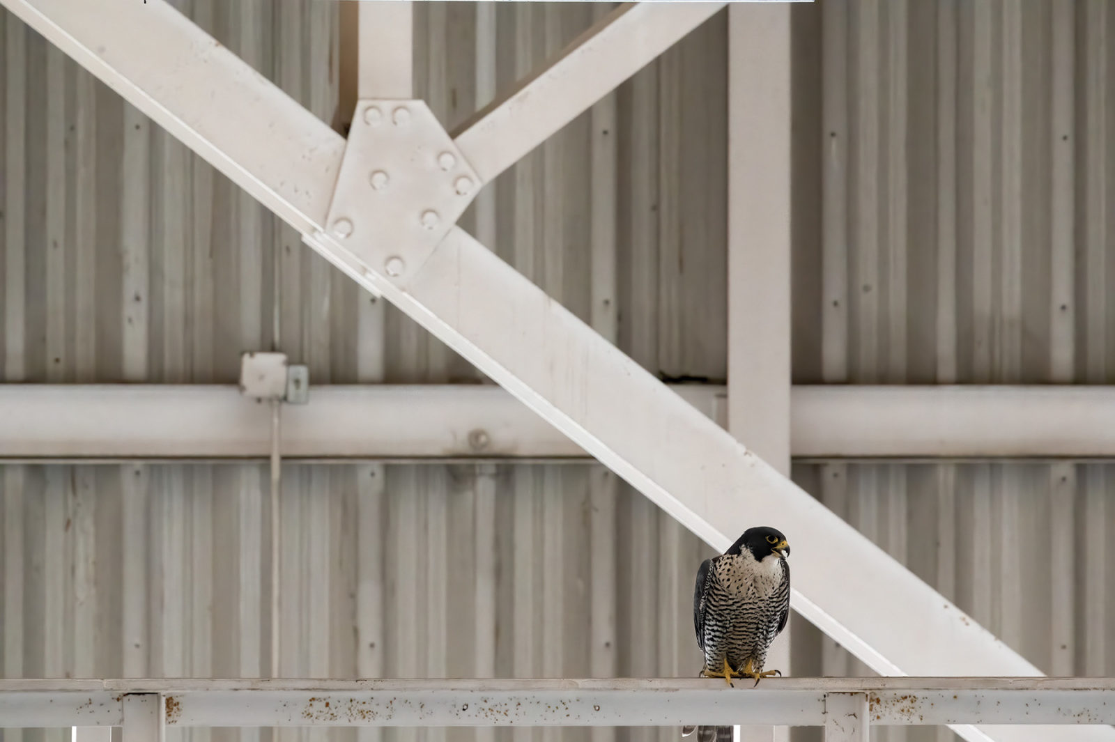 peregrine falcon at SFO
