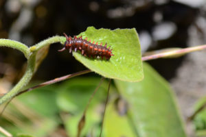 pipevine swallowtail caterpillar