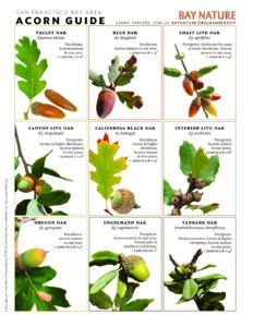 Bay Nature Acorn Guide