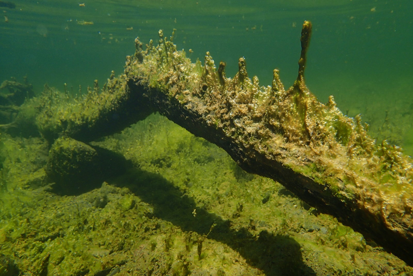 Algal Blooms: When Good Algae Go Bad - Bay Nature